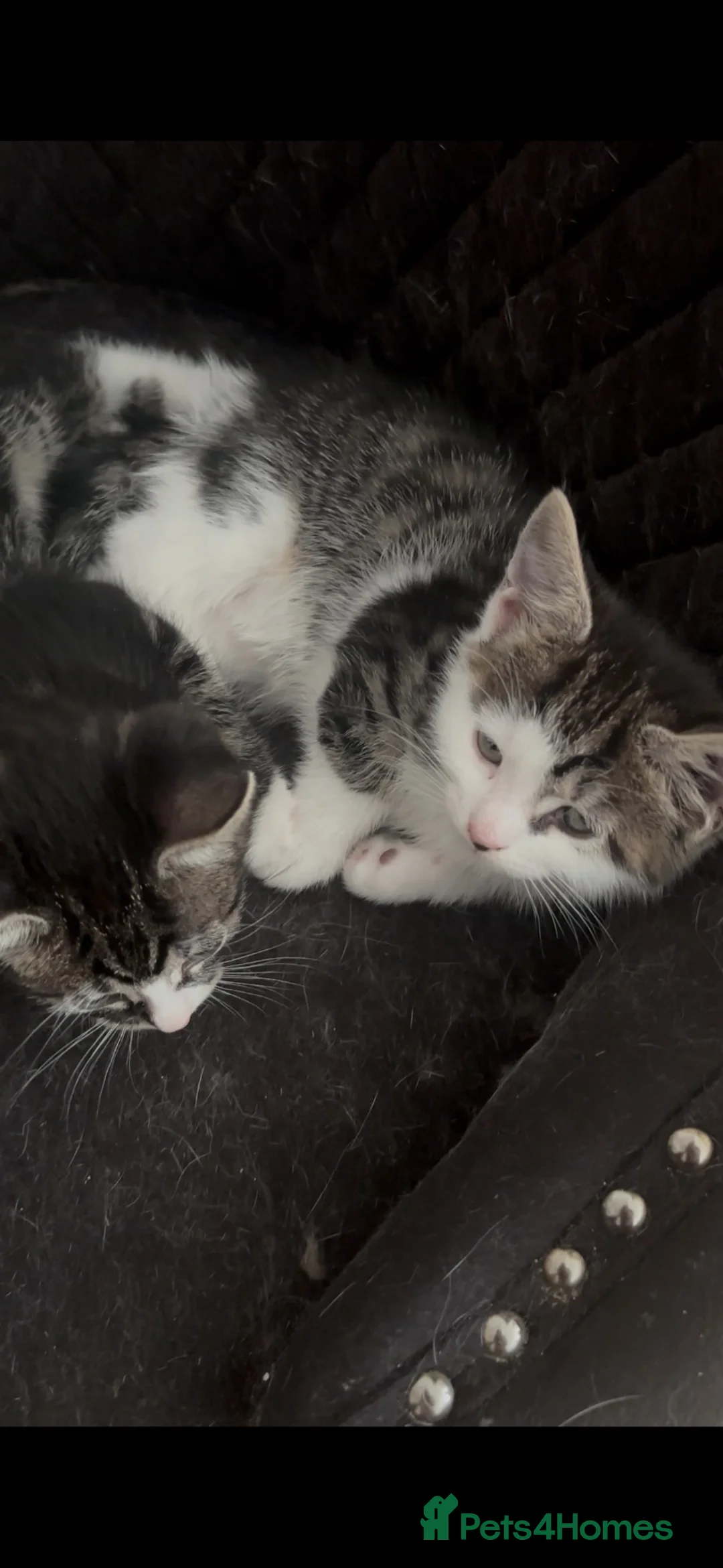 British Shorthair cats for sale: Two Adorable Kittens Ready for New Homes! - Advert 1