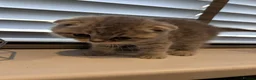 Scottish Fold cats for sale: Scottish Fold Kittens, 3 folds & 1 straight eared - Advert 5