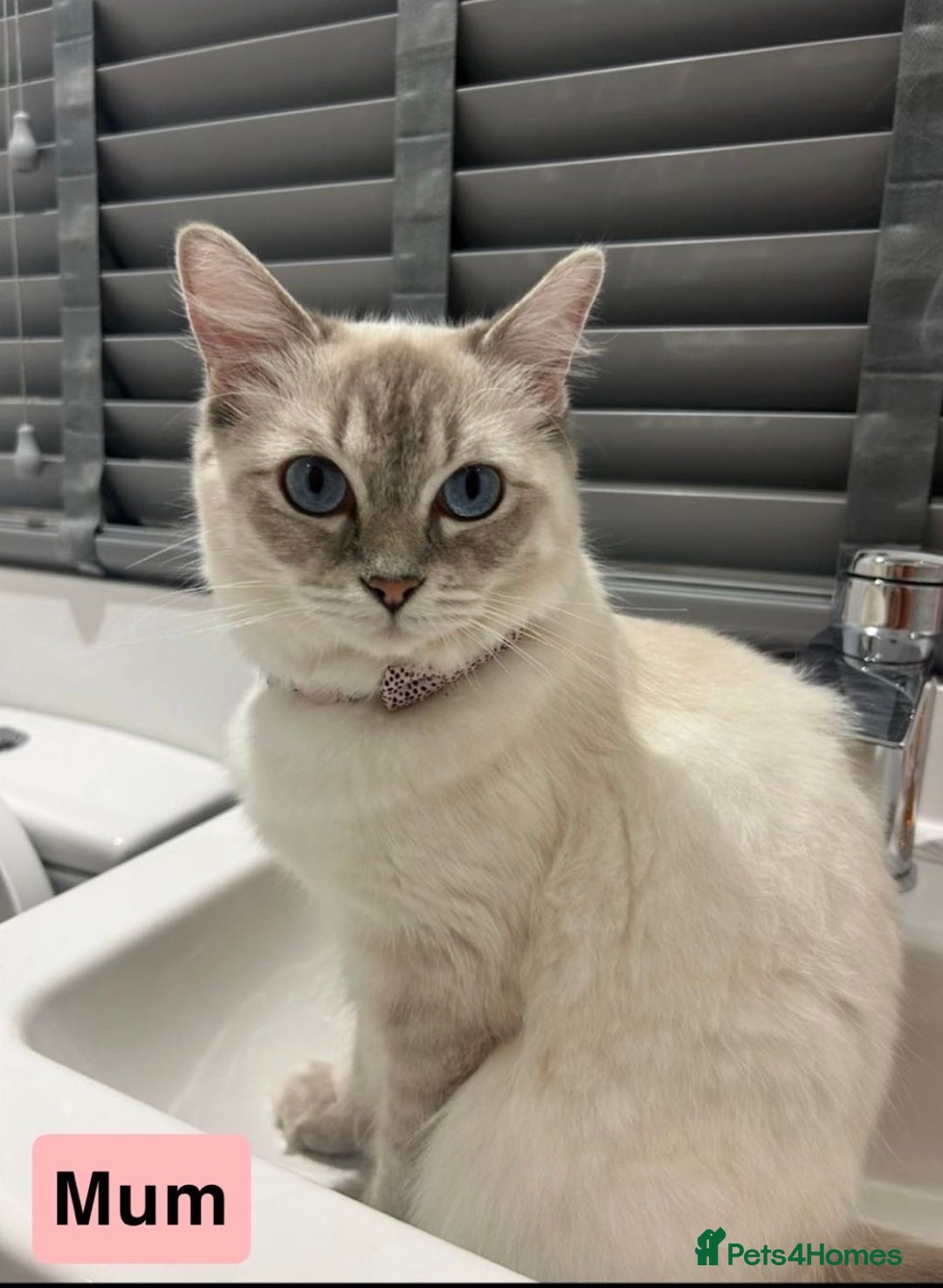 Ragdoll cats for sale: ☁️ 5 beautiful purebred ragdoll kittens☁️ - Advert 7