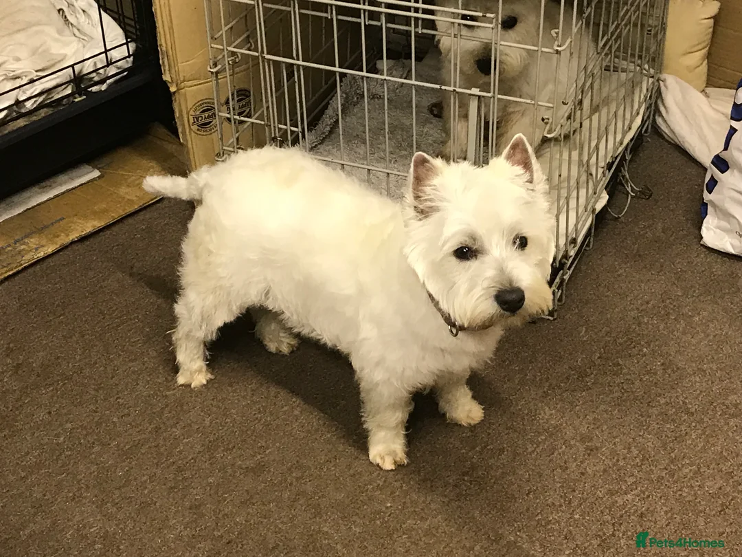 West Highland Terrier dogs for stud: Quality proven stud dogs in Doncaster - Advert 7