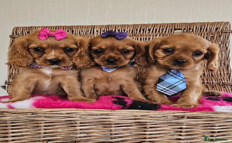 Cavapoo dogs - Advert 1