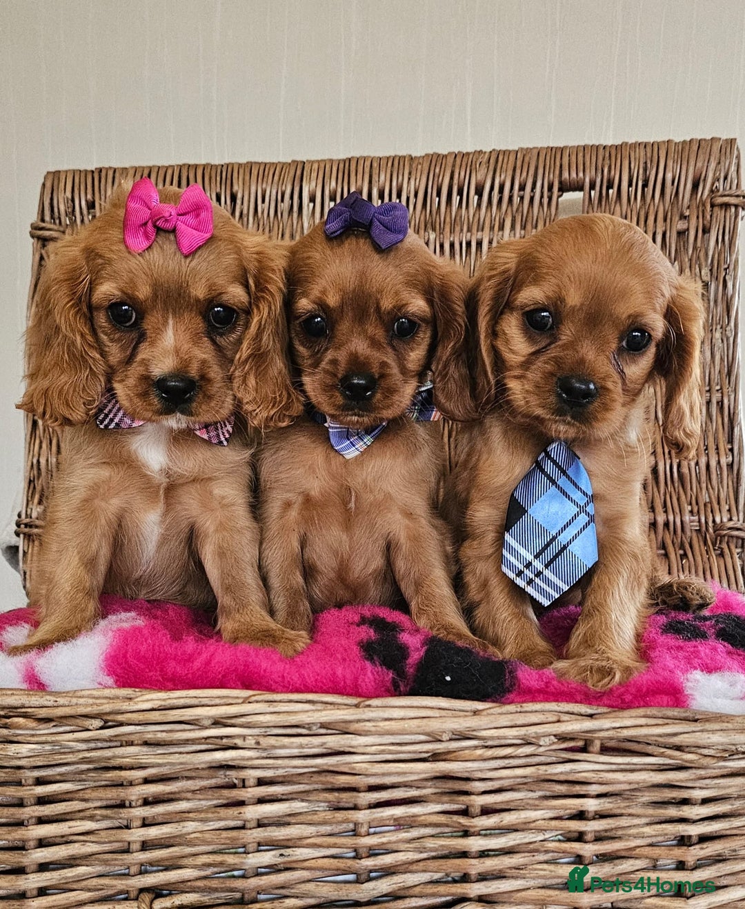 Cavapoo dogs for sale: Cavapoo puppies  - Image 1