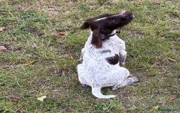 Mixed Breed dogs for sale: German weirdhair pointer\working springer spaniel  - Image 4