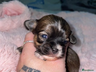 Mixed Breed dogs 6 Beautiful Babys🩵🩵🩵🩷🩷🩷 - Advert 5