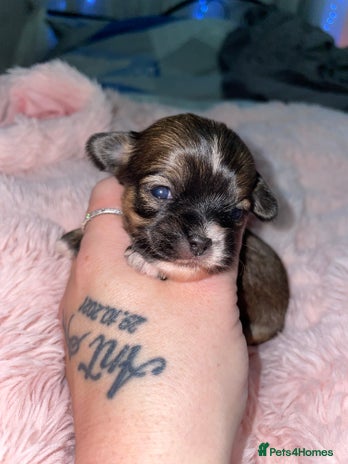 Mixed Breed dogs 6 Beautiful Babys🩵🩵🩵🩷🩷🩷 - Advert 2