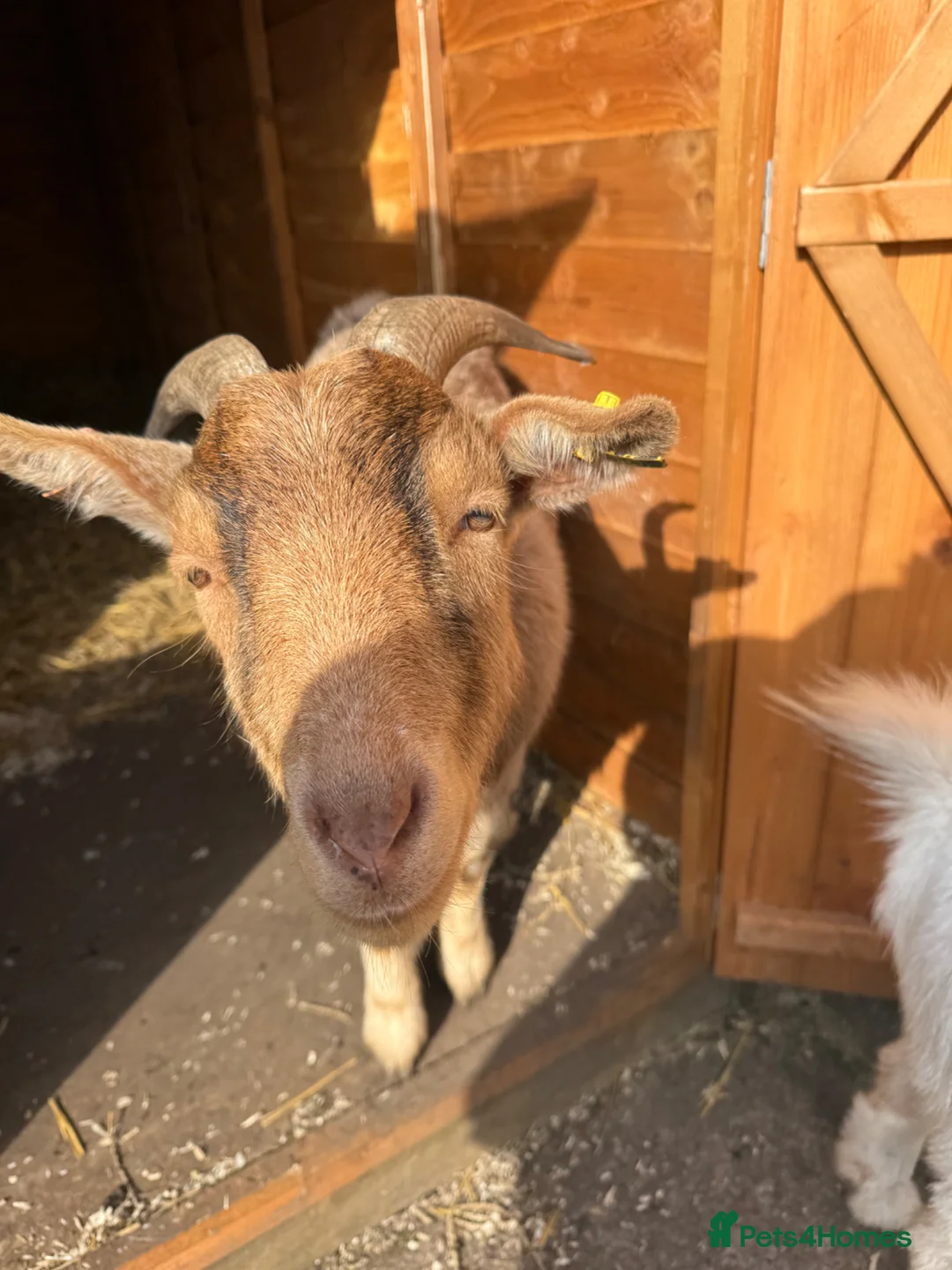 Goats livestock for sale: Sanaan cross Pygmy  in Mansfield - Advert 2
