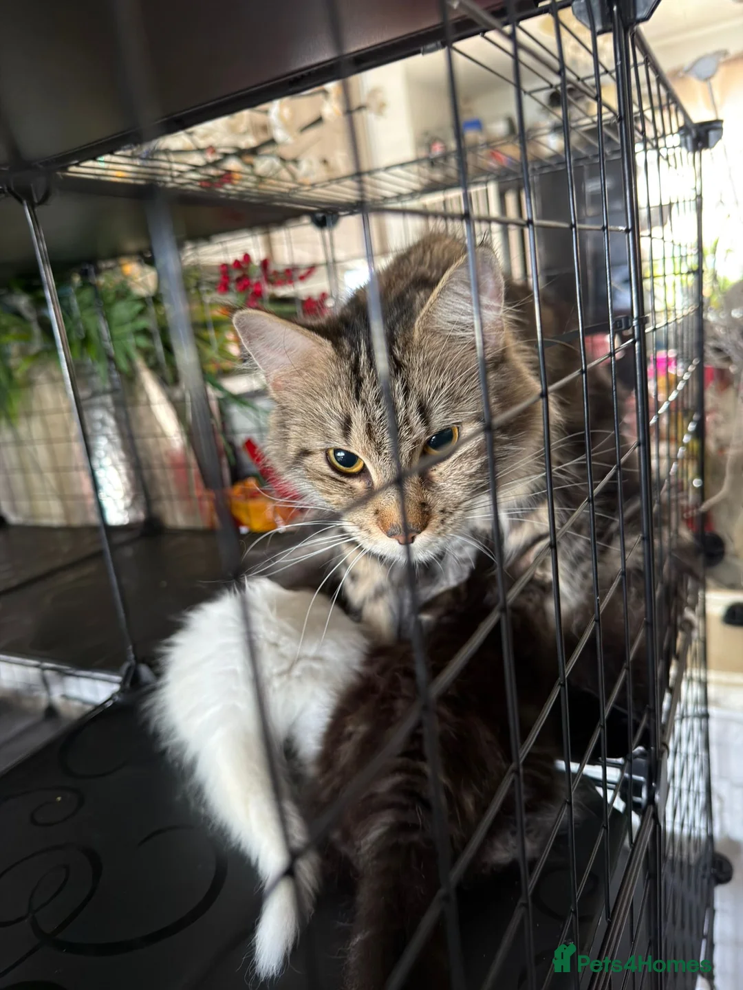 Maine Coon cats for sale: Maincoon Kittens ready to find new home  - Advert 2
