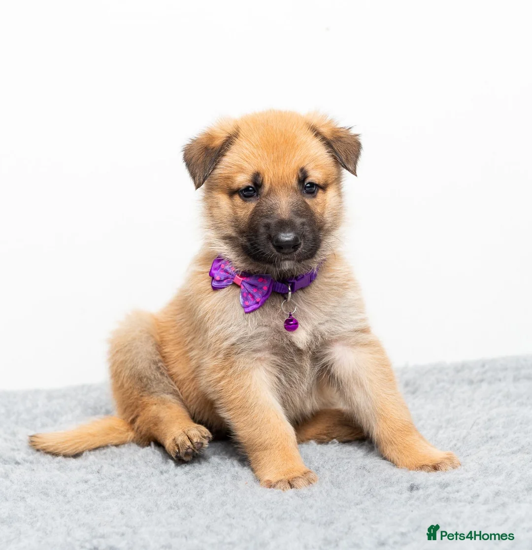 German Shepherd dogs for stud: PROVEN BIG BONED GERMAN SHEPHERD FOR STUD  in Romford - Advert 22