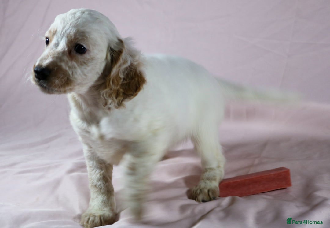 Cockapoo dogs for sale: Ready now beautiful litter F1B cockapoo puppies  in Leicester - Image 37