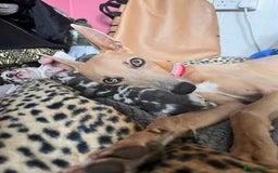 Lurcher dogs for sale: Lurcher puppies  - Image 2