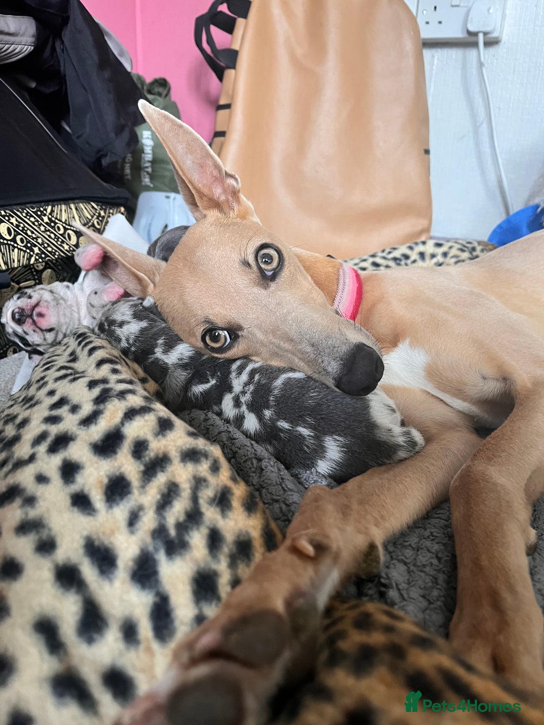 Lurcher dogs for sale: Lurcher puppies  - Image 2