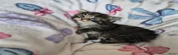 British Longhair cats for sale: 3 gorgeous kittens for sale  - Advert 5