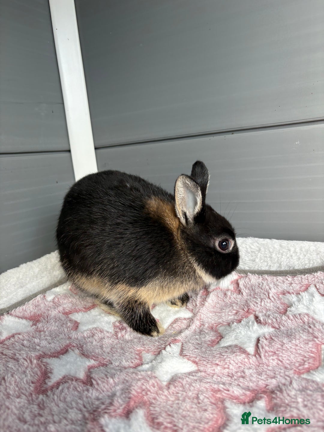 Netherland Dwarf rabbits for sale: Pure bred Netherland Dwarf (vaccinated) - Image 6