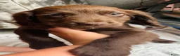 Sprocker dogs for sale: Sprocker puppies  - Advert 6