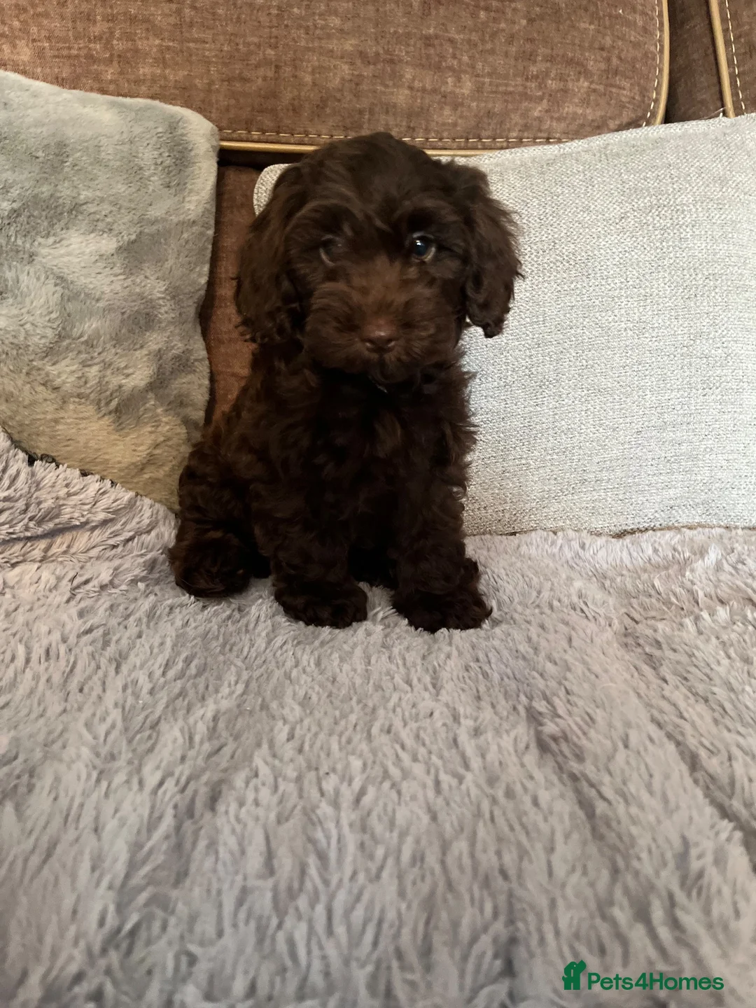 Cockapoo dogs for sale: 💙Beautiful,super friendly,Cockapoo F1 Puppies  - Advert 1