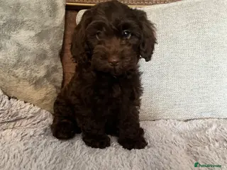 Cockapoo dogs 💙Beautiful,super friendly,Cockapoo F1 Puppies - Advert 15