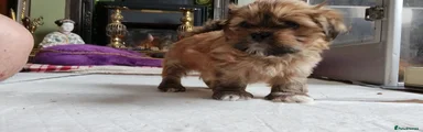 Lhasa Apso Puppy 3 Garion