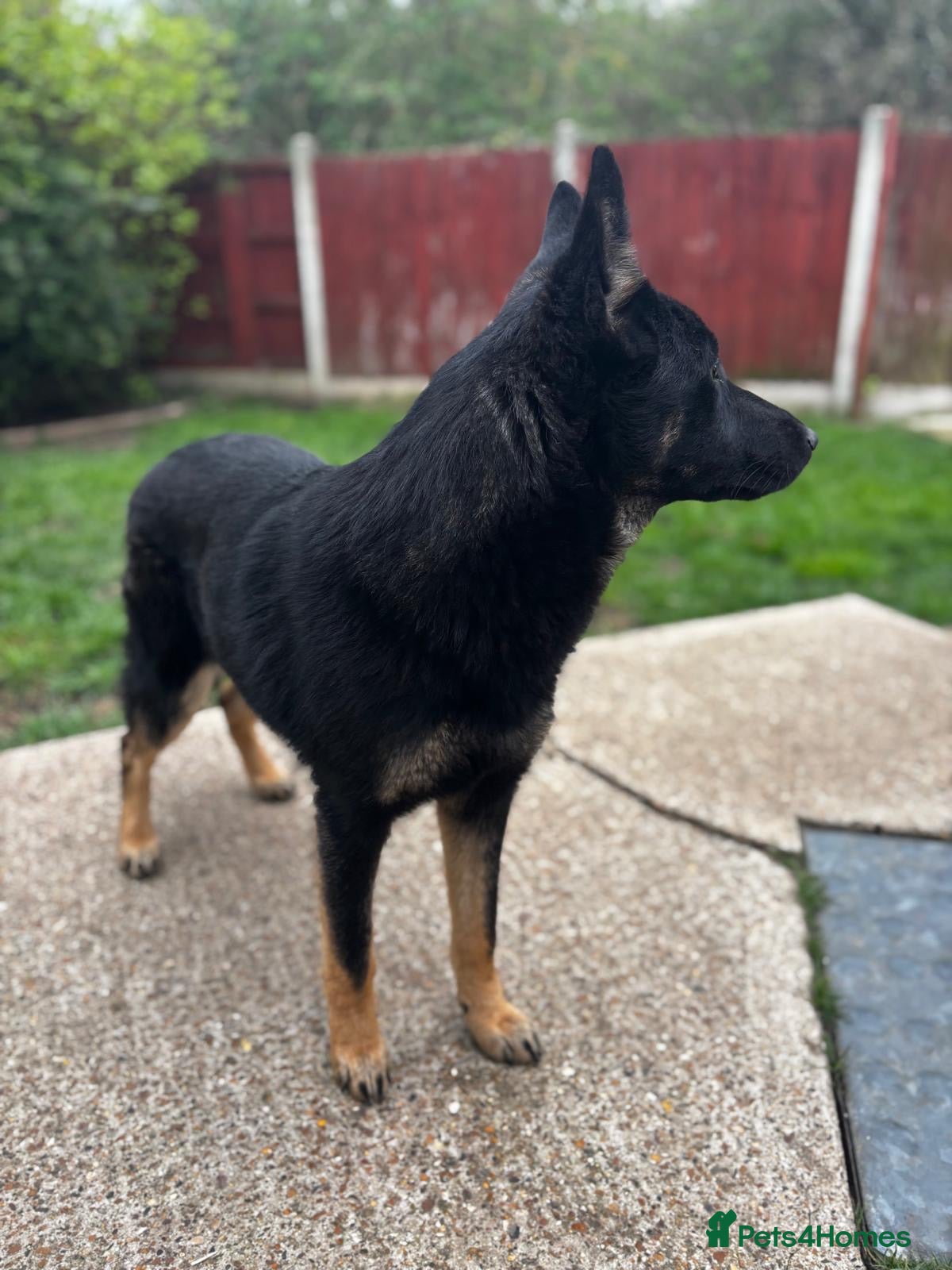 German Shepherd dogs German shepherd female for sale - Advert 1