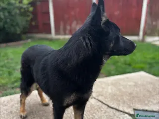 German Shepherd dogs German shepherd female for sale - Advert 1