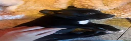 Mixed Breed dogs for sale:  Gorgeous Staffy x Puppies – Ready in 2 Weeks! in Peterborough - Advert 19