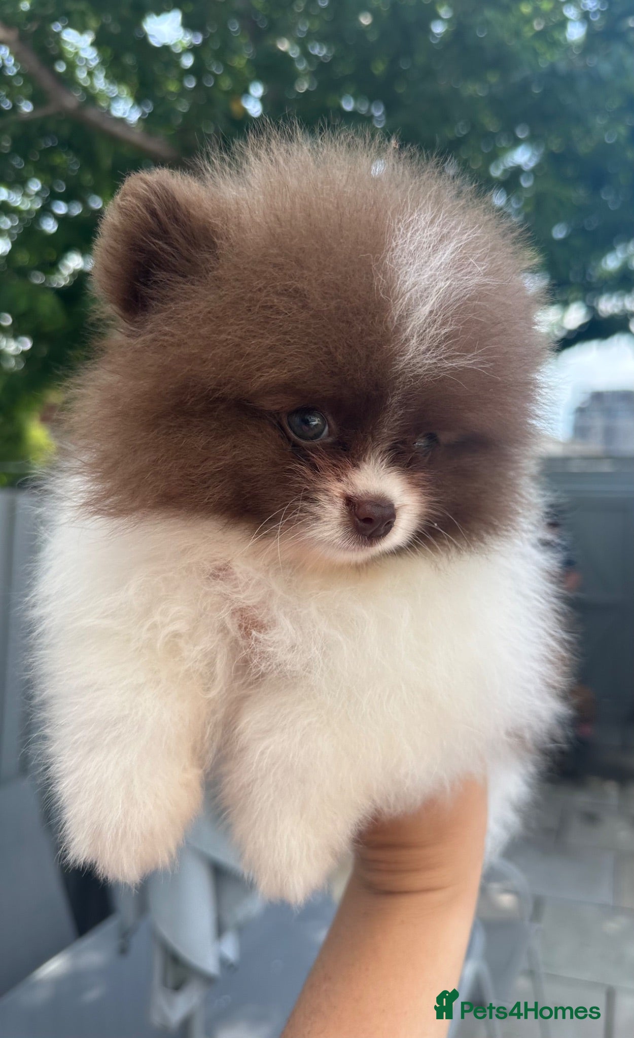 Pomeranian dogs ✨Micro KC Champion bloodline ✨Teddy bear Poms  - Advert 9