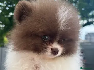 Pomeranian dogs ✨Micro KC Champion bloodline ✨Teddy bear Poms - Advert 9