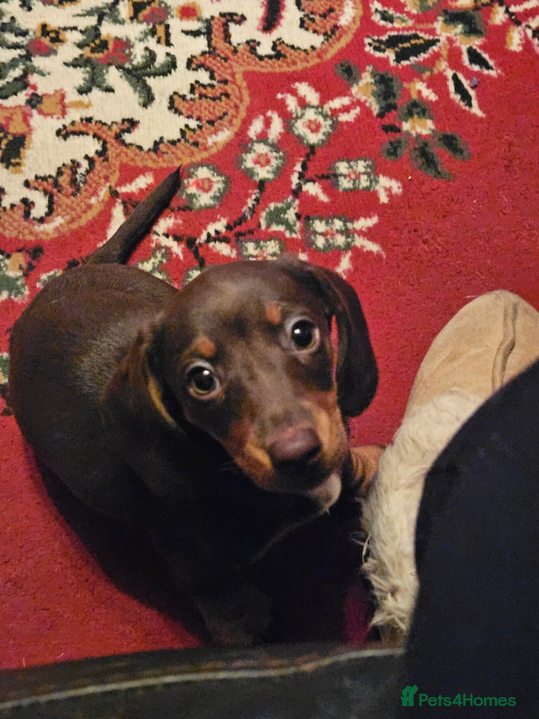 Miniature Dachshund dogs for sale: miniature dachshund puppies  - Advert 6