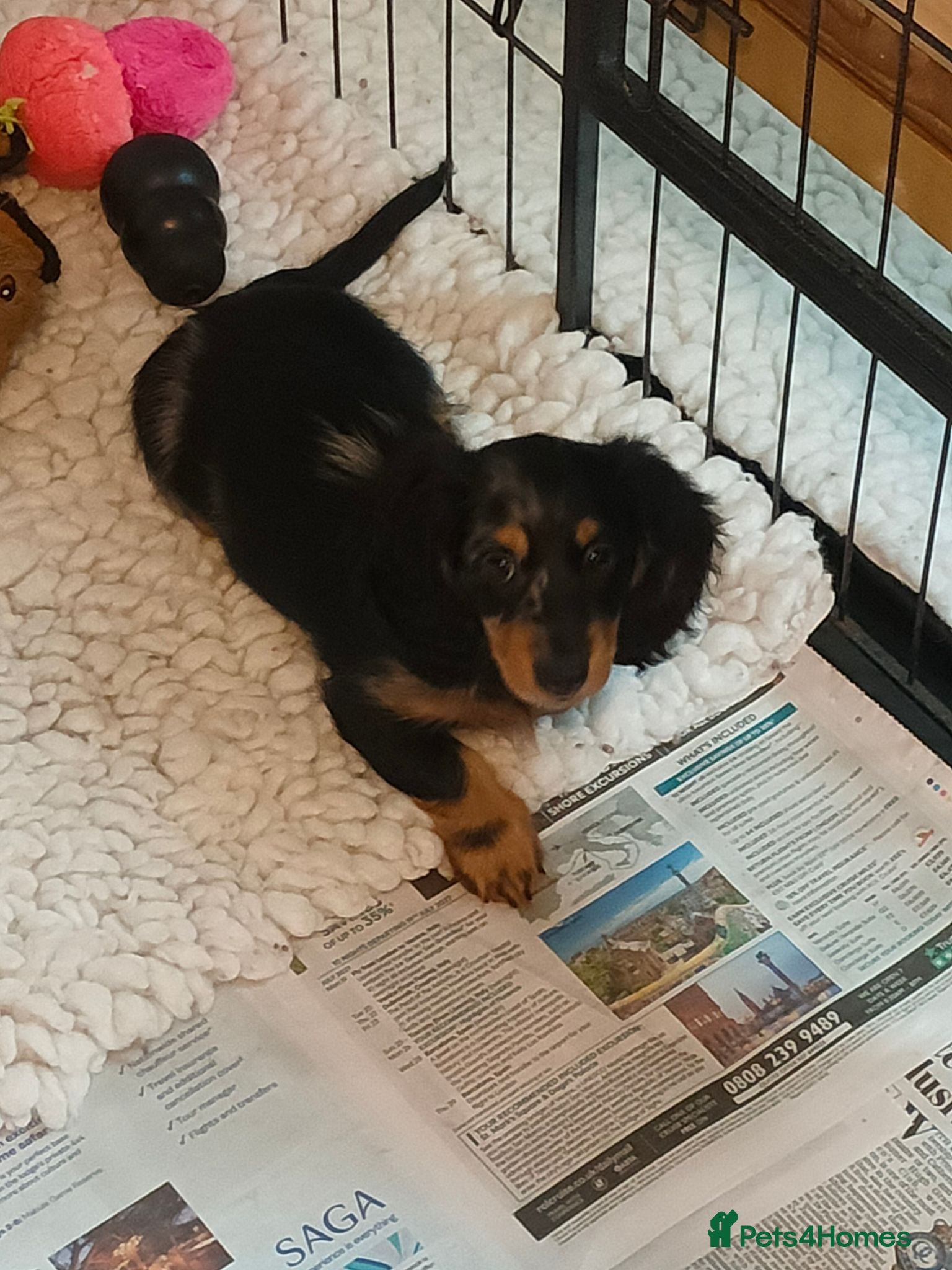 Miniature Dachshund dogs Beautiful female ready to leave to loving home - Advert 1