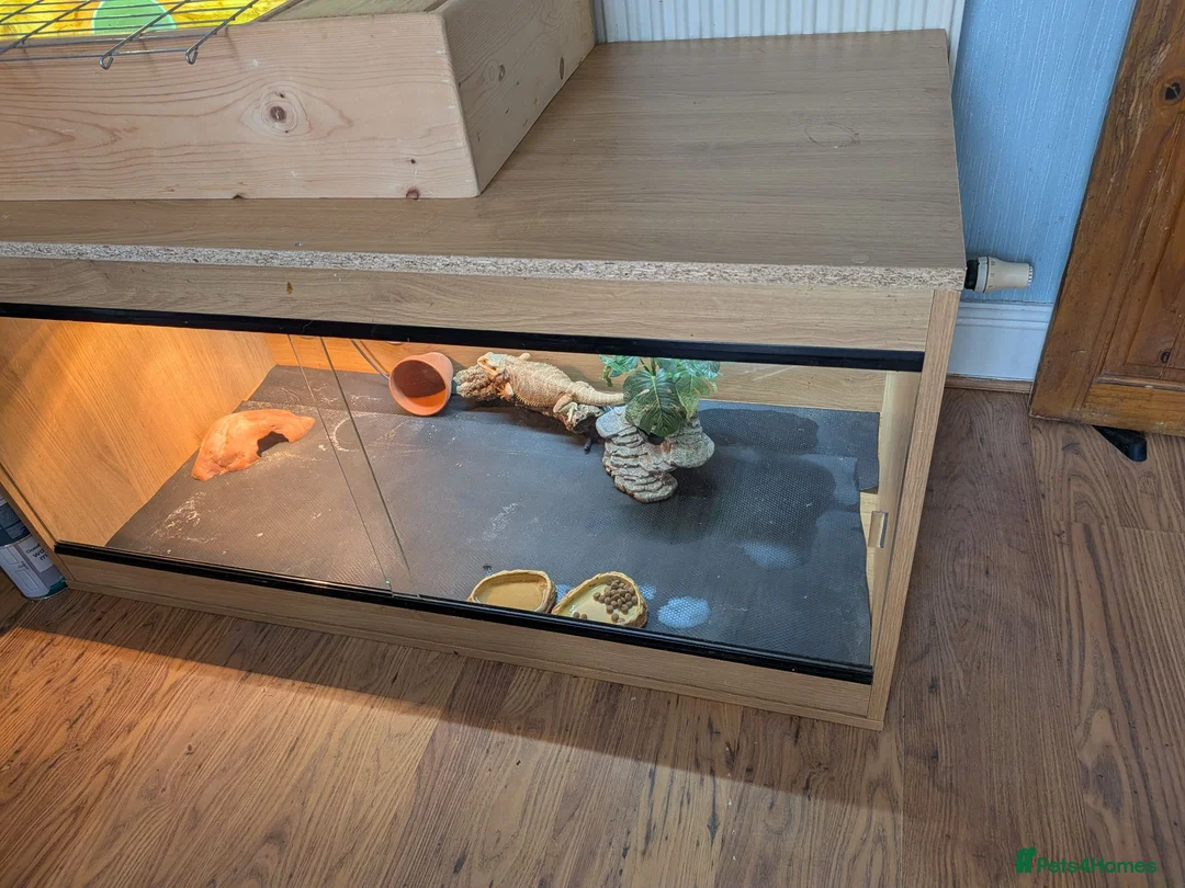 Bearded Dragon reptiles for sale: Bearded Dragon with full set up in Wallasey - Advert 5
