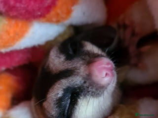 Sugar Glider rodents for sale - Advert 1