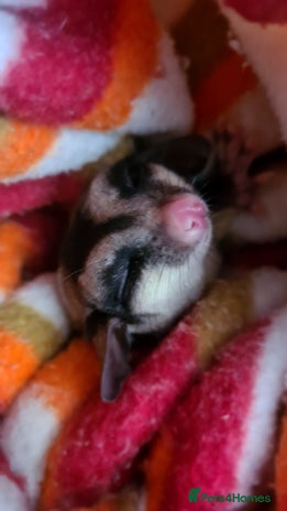 Sugar Glider rodents - Advert 1