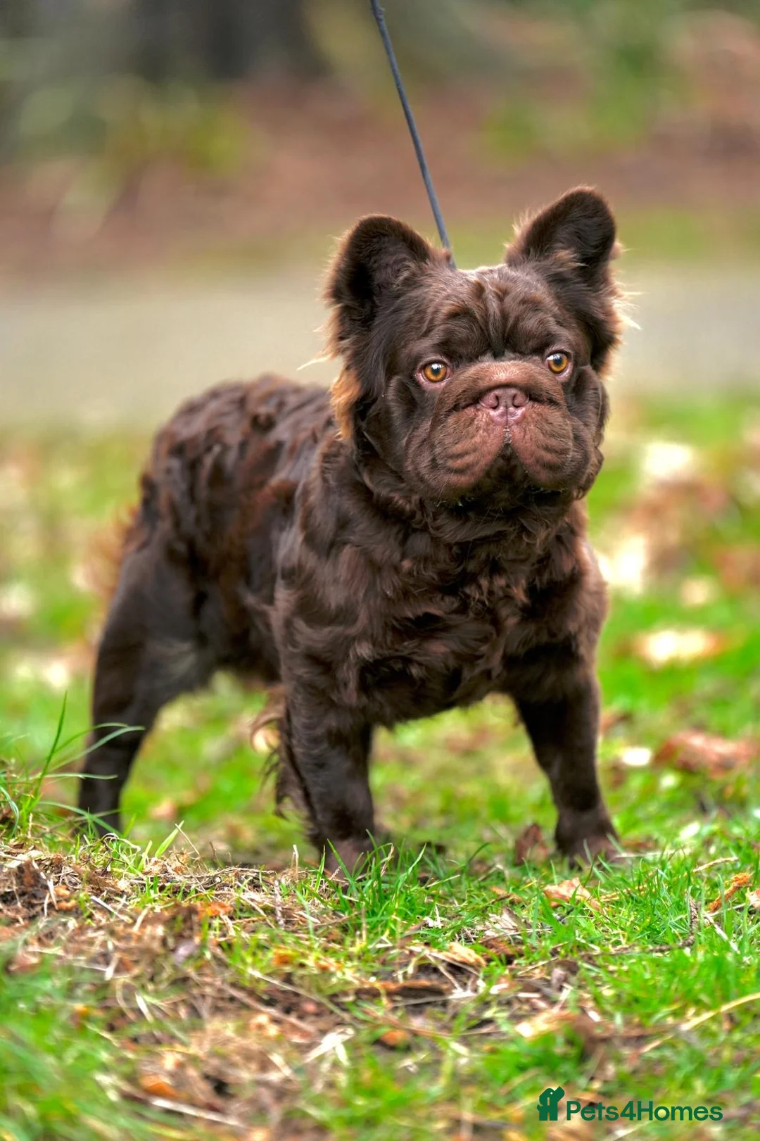 French Bulldog dogs for stud: Stunning Fluffy  **   in Norwich - Advert 2