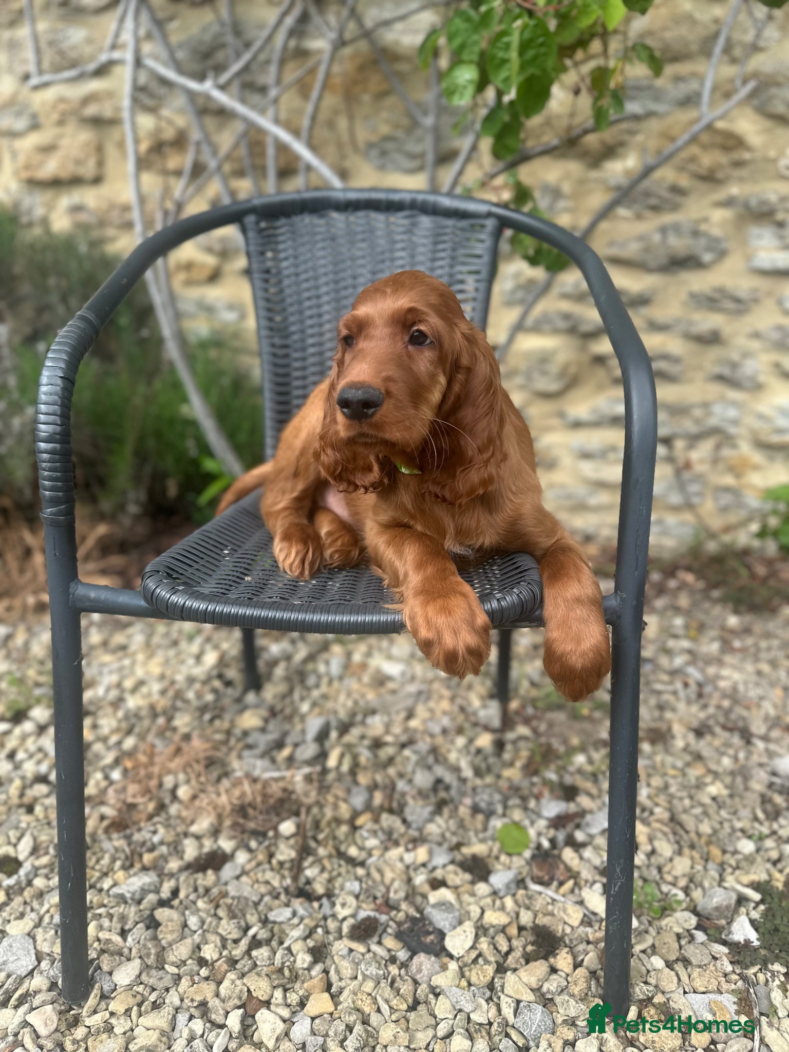 Irish Setter dogs READY NOW 🩵🩷 KC Registered Irish Setter Puppies - Advert 2