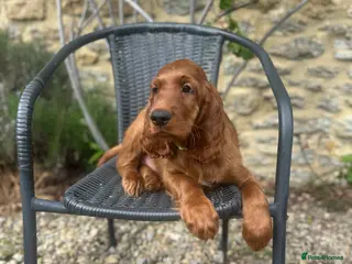 Irish Setter dogs READY NOW 🩵🩷 KC Registered Irish Setter Puppies - Advert 1