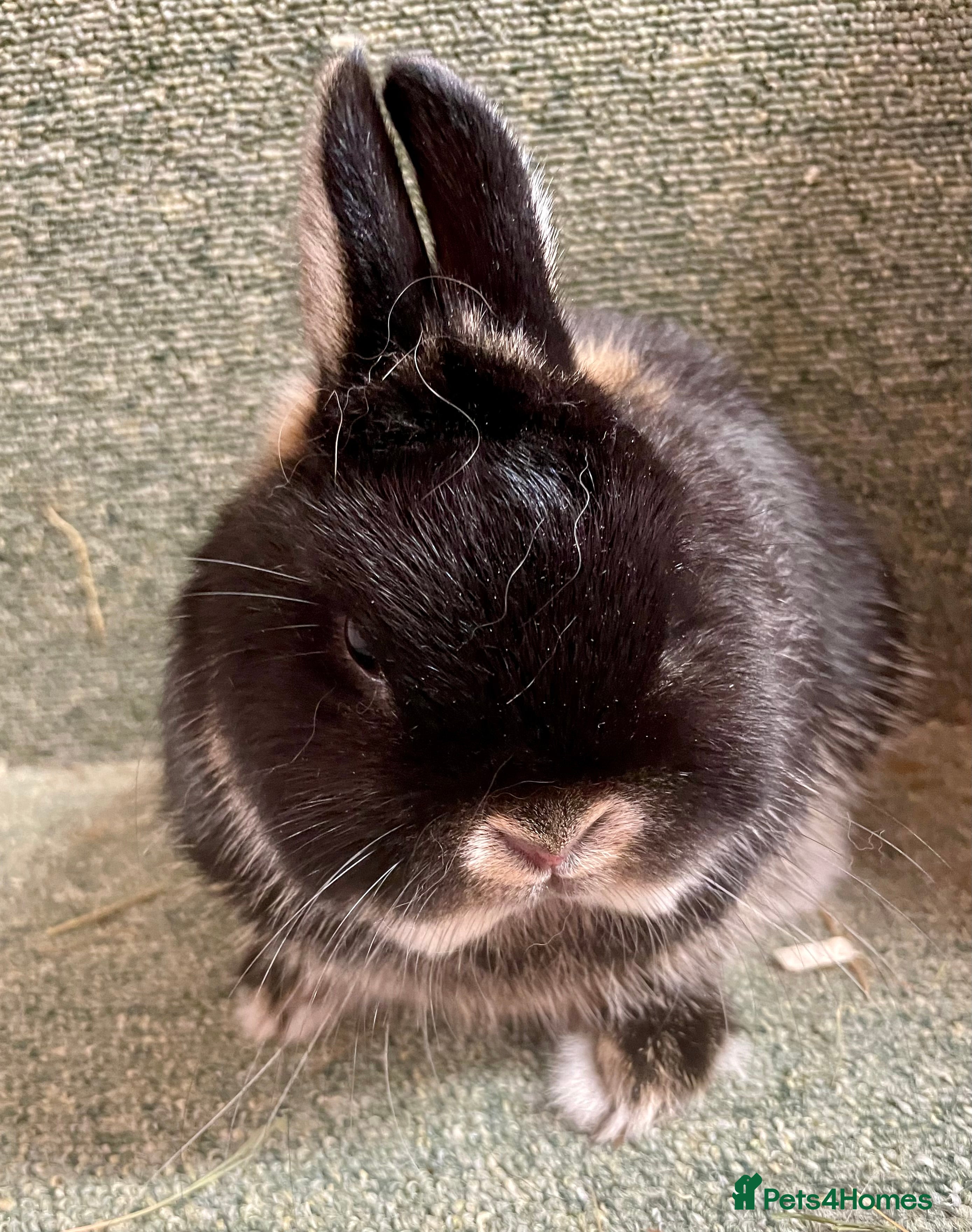 Netherland Dwarf rabbits Netherland dwarf male - Advert 21