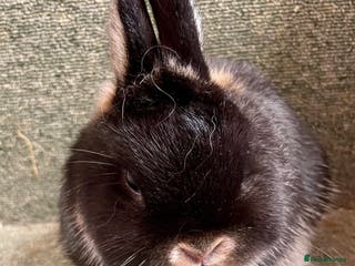 Netherland Dwarf rabbits Netherland dwarf male - Advert 21