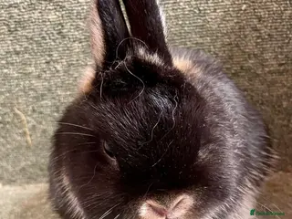 Netherland Dwarf rabbits Netherland dwarf male - Advert 16