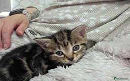 British Shorthair cats for sale: 4 beautiful kittens  - Image 9