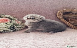 Scottish Fold cats for sale: Stunning TICA Registered Babies in Bolton - Image 33