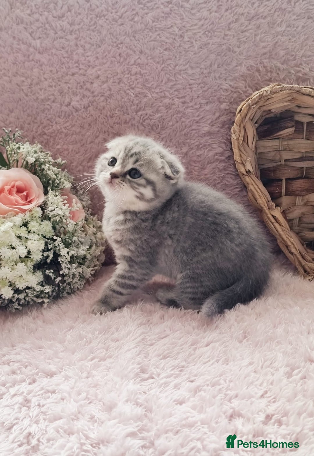 Scottish Fold cats for sale: Stunning TICA Registered Babies in Bolton - Image 33