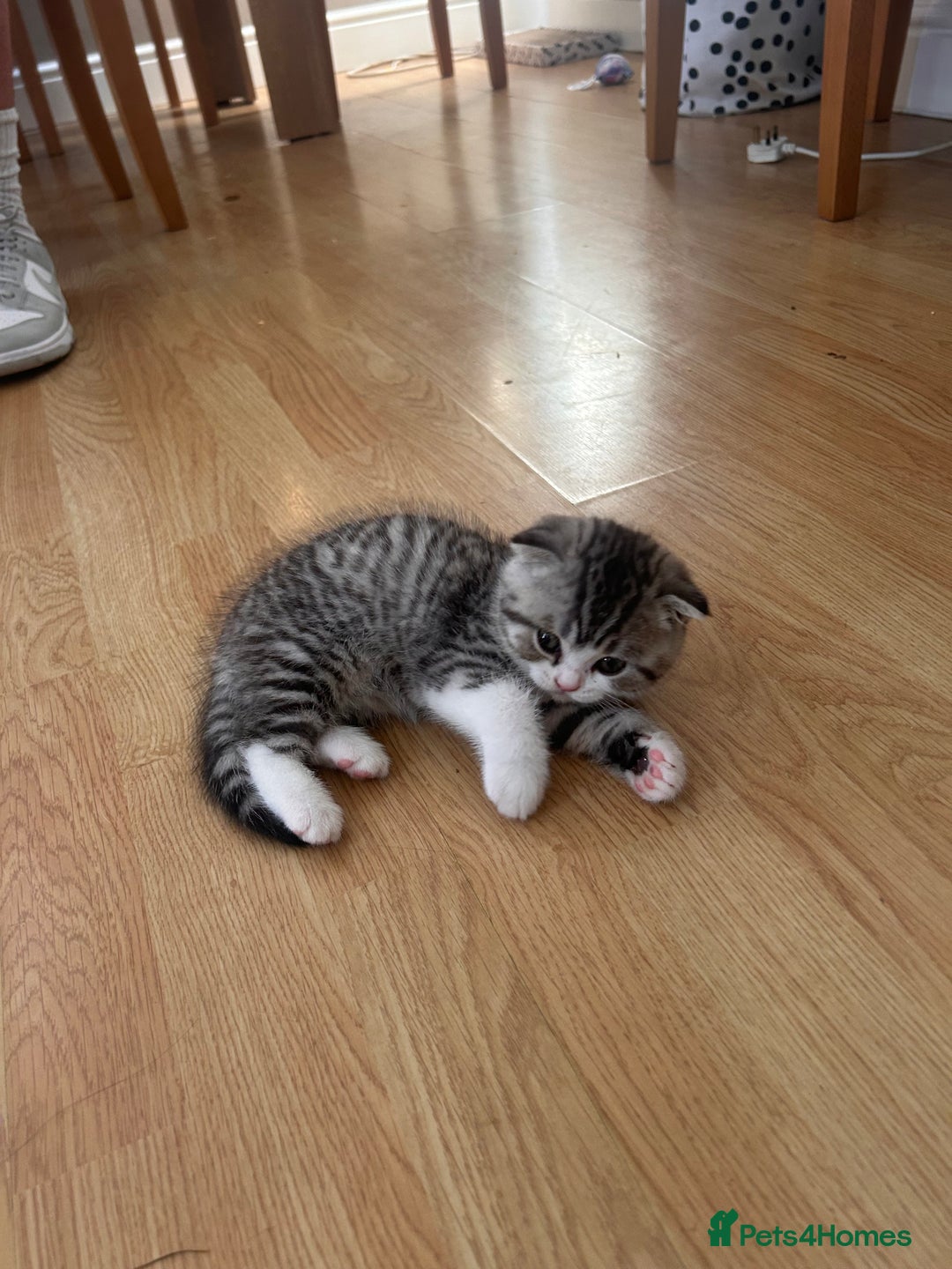 Scottish Fold cats for sale: Scottish fold and straights - Image 24