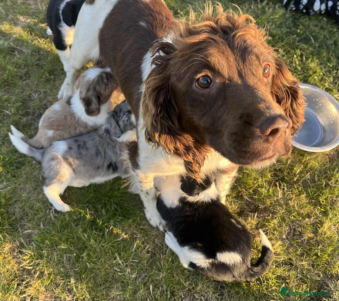 Sprollie dogs for sale: Beautiful Unique Sprollie Puppies - Image 20