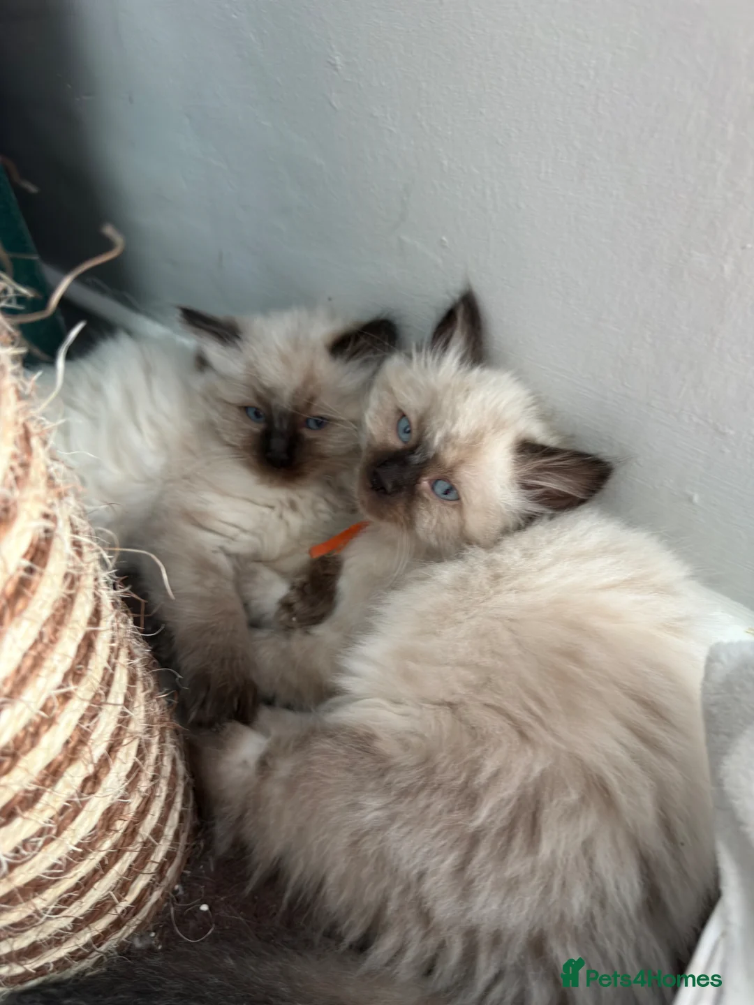 Ragdoll cats for sale: Ragdoll - Advert 7