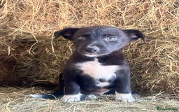 Border Collie dogs for sale: 5 beautiful border collie pups  - Image 10