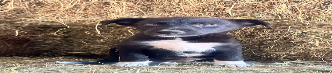 Border Collie Puppy 1