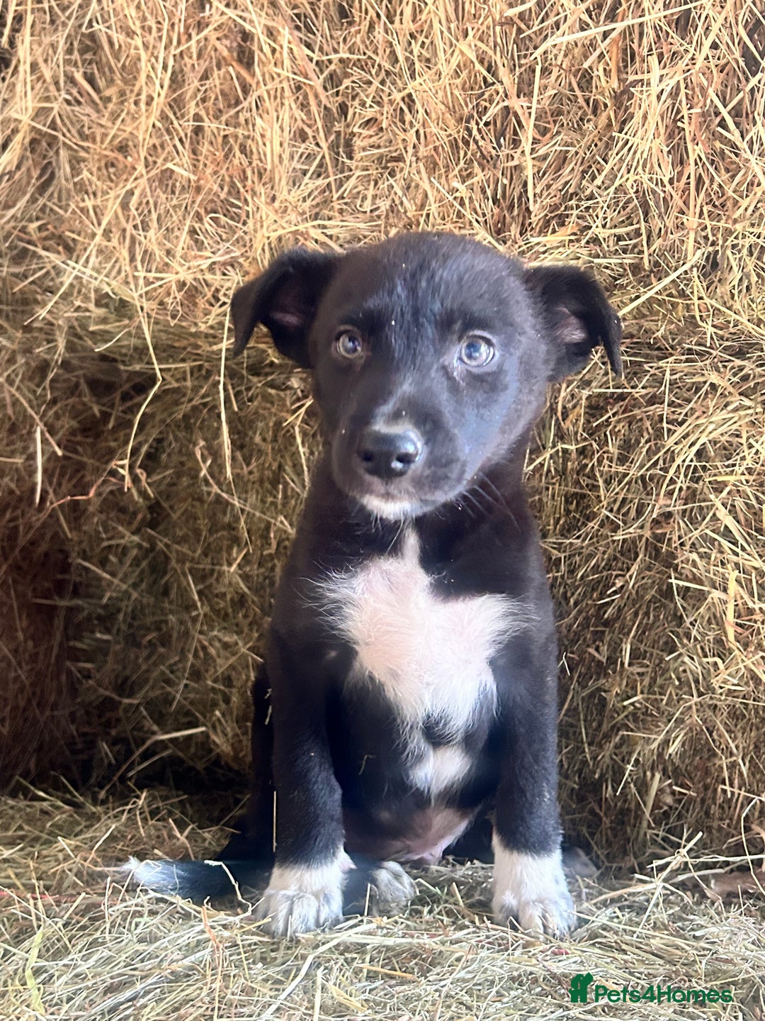 Border Collie dogs for sale: 5 beautiful border collie pups  - Image 10