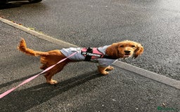 Cocker Spaniel dogs for sale: Gorgeously adorable Show Cocker Spaniels - Advert 32