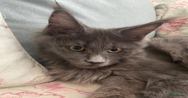 Maine Coon cats - Advert 12