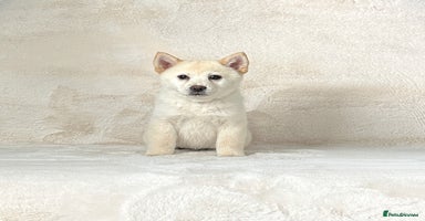 Chow Chow dogs - Advert 9