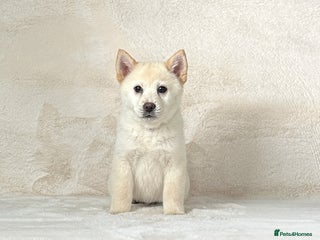Chow Chow dogs - Advert 4
